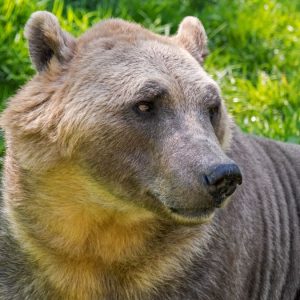 Hybrydy niedźwiedzi pizzly rozprzestrzeniają się po całej Arktyce dzięki zmianom klimatycznym