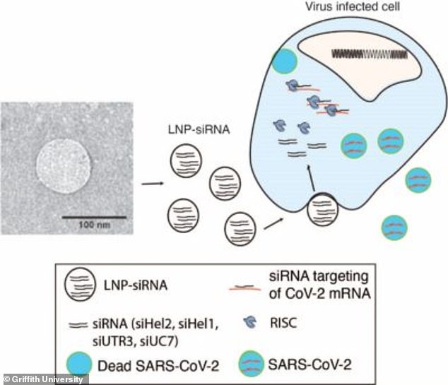 Na zdjęciu: wykres pokazuje, że lek RNA może zapobiegać replikacji wirusa Covid-19