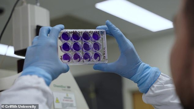 Leczenie na Uniwersytecie Griffith ma teraz wejść w kolejną fazę badań klinicznych i ma być dostępne do 2023 r. Na zdjęciu: technicy przygotowują szczepionki Pfizer w nowo otwartym centrum szczepień COVID-19 w Sydney