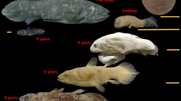 This image shows the development stages of the coelacanth fish. The "living fossil," still around from the time of the dinosaurs, can live for 100 years, according to a study released in the Thursday, June 17, 2021, edition of Current Biology.