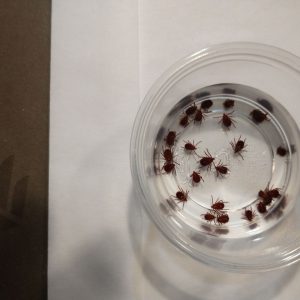 Rzadki wirus przenoszony przez komary zaraża mężczyznę z New Jersey Jersey