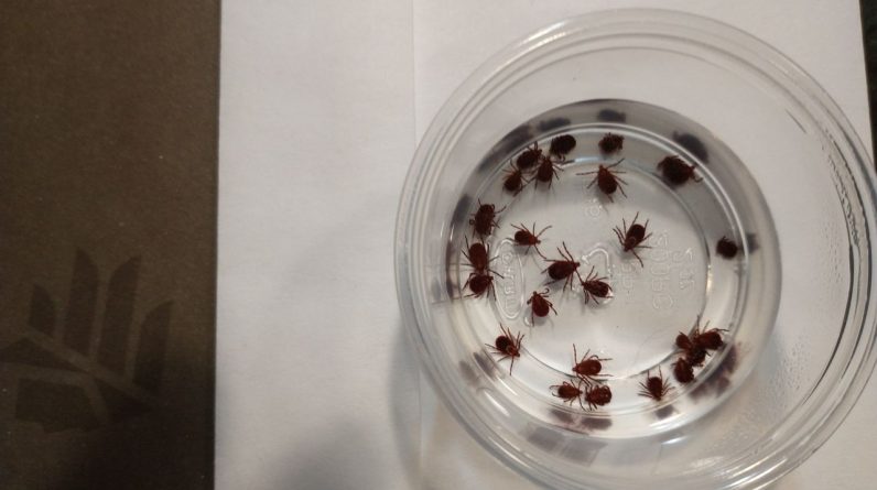 Rzadki wirus przenoszony przez komary zaraża mężczyznę z New Jersey Jersey