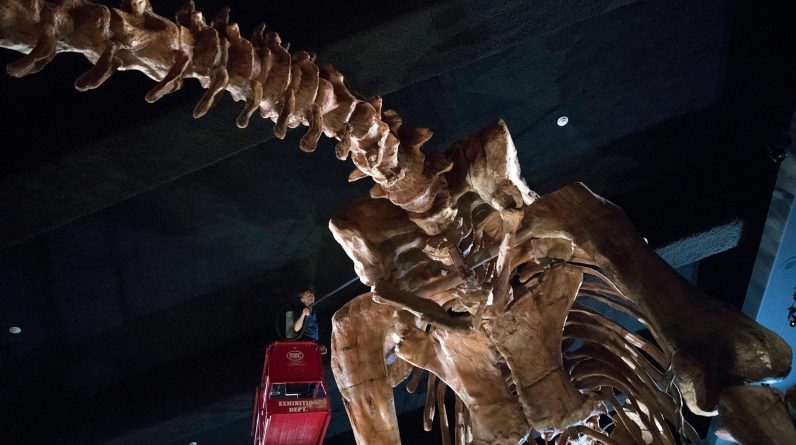W Australii odkryto jeden z największych gatunków dinozaurów na świecie