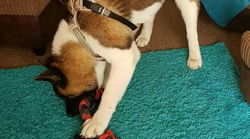 Pies ratowniczy kupiony na Facebooku zabił mężczyznę i zostawił jego brata wymagającego amputacji nóg