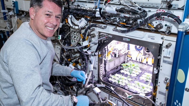 Astronauci uprawiają zielone chile na stacji kosmicznej i robią kosmiczne tacos: NPR