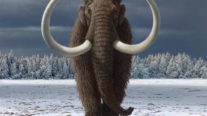 Ludzie odegrali główną rolę w wyginięciu mamuta włochatego