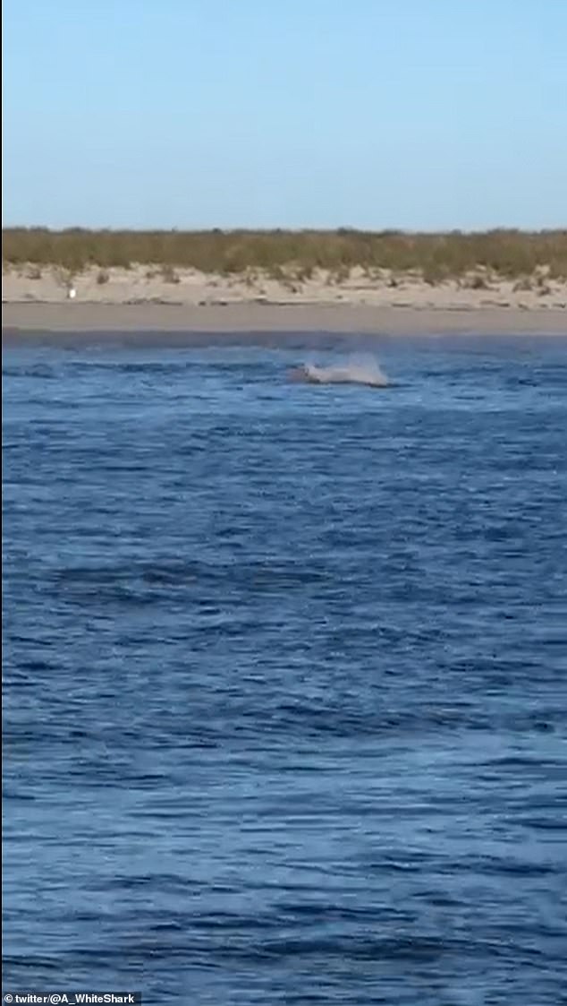 Film pokazuje rekina goniącego fokę i płetwę grzbietową rekina na krótko przebijającą się przez powierzchnię wody