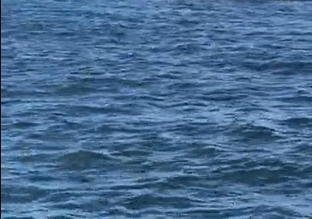 W pobliżu Cape Cod w stanie Massachusetts zauważono wielkiego białego rekina, który atakował fokę