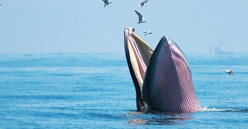 Oszałamiające dane o tym, ile wielorybów faktycznie jedzą, rozwiązały „paradoks kryla”