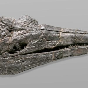 Ichthyosaur Skull