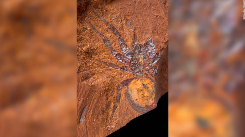 Odkrycie miejsca skamieniałości opowiada o „historii pochodzenia” Australii