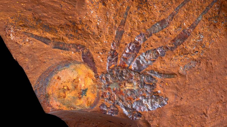 Zobacz niesamowite odkrycia odkryte w nowym miejscu skamieniałości w starożytnym lesie deszczowym