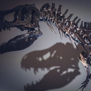 Paleontolog z Uniwersytetu Kalifornijskiego w Berkeley przedstawia nową teorię, dlaczego T. Rexes miał tak małą broń