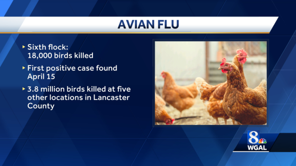 Ptasia grypa potwierdzona w 6. zakładzie hrabstwa Lancaster