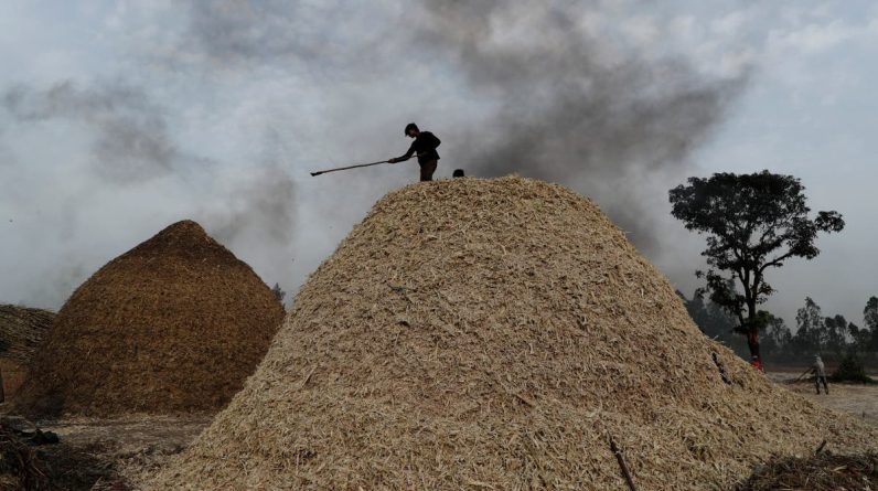 Indie ograniczają eksport cukru w ​​celu zaspokojenia popytu