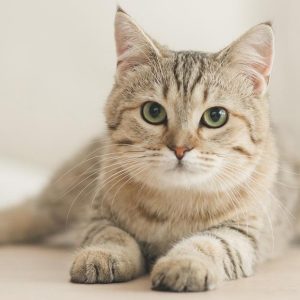 Dlaczego koty wściekają się na kocimiętkę?