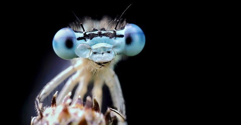 Istnieje coraz więcej dowodów na to, że owady odczuwają ból tak samo jak reszta z nas