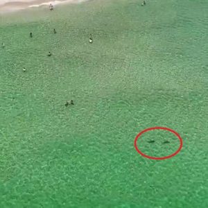 Szokujące zdjęcia rekinów w pobliżu pływaków na plaży w południowej Florydzie
