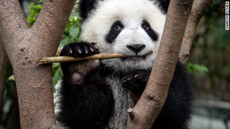 Pandy rozwinęły swoją najbardziej oszałamiającą cechę co najmniej 6 milionów lat temu 