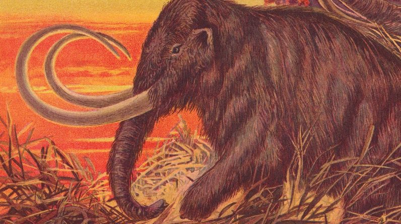 Wraca mamut włochaty.  Czy powinniśmy je jeść?