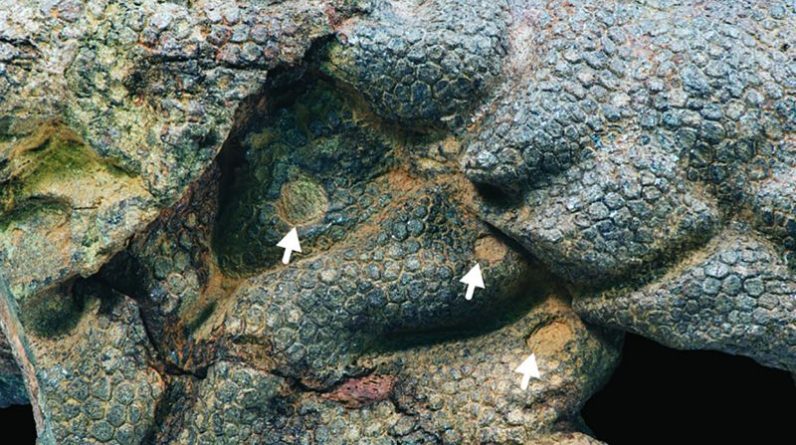 Zmumifikowana skóra dinozaura skrzypi przez starożytne krokodyle