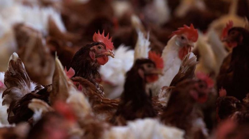 Cage-free chickens are shown inside a facility at Hilliker's Ranch Fresh Eggs in Lakeside, California, April 19. Avian flu has wiped out 50.54 million birds in the United States this year, making it the country's deadliest outbreak in history.