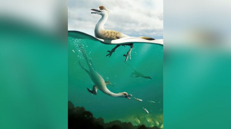 Odkryto nowy rodzaj dinozaura podobnego do pingwina